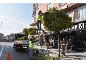Düzce’de Aaçların Kışlık Bakımları Yapılıyor