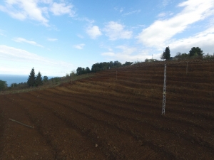 Fındık Bahçeleri Yenileniyor