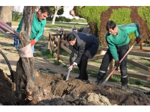 Zeytinli Park’a 100 Yıl Sonra İlk Zeytin Ağacı Dikildi