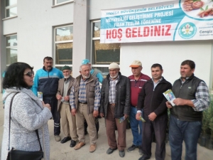 Üreticilere Zeytin Fidanı Desteği