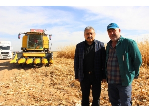 Karaman’da Hasadı Başlayan Mısır Yüz Güldürüyor
