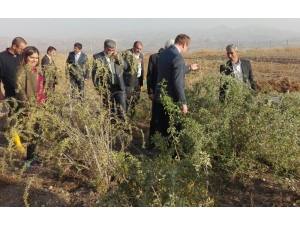 Kovancılar’da "Lavanta" Dikimi Gerçekleştirildi