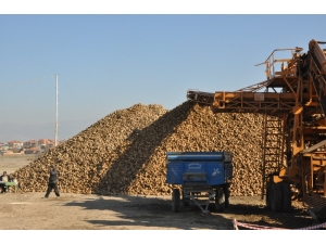 Pancar Üreticilerinin “Polar” Sıkıntısı