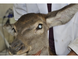 Kızıl Geyiğe İkinci Katarak Ameliyatı