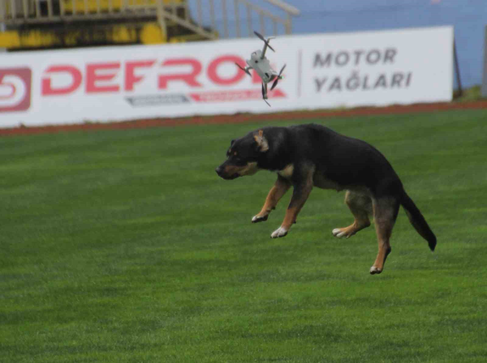 19-mayis-kutlamalarinda-tehlikeli-anlar-stada-giren-basibos-kopek-dronu-boyle-dusurdu