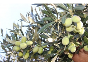 Zeytinyağı Fiyatlarında Artış Olmadı