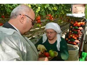 Vali Köşger, Jeotermalle Isınan Seralarda İncelemelerde Bulundu