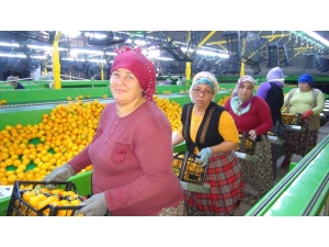 Rusya Kapıları Açtı Mandalina İhracatı Başladı