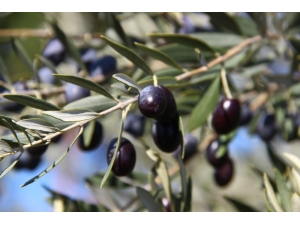 Zeytinyağı Alırken Fiyatına Dikkat Edin