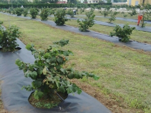 Ziraat Odası Başkanı Tavlı “Tek Köklü Fındık Tuttu”