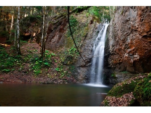 Zonguldak Ormanlarında Renk Cümbüşü