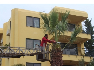 Ayvalık’ta Yeşil Alanların Kışlık Bakımı Tüm Hızıyla Sürüyor