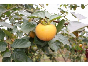 Bu Meyveye İsmini Verdi Ama...