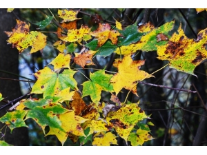 Ordu’dan Kartpostallık Görüntüler