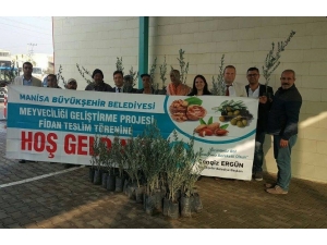 Büyükşehirden Üreticiye 122 Bin 500 Adet Zeytin Fidanı Desteği
