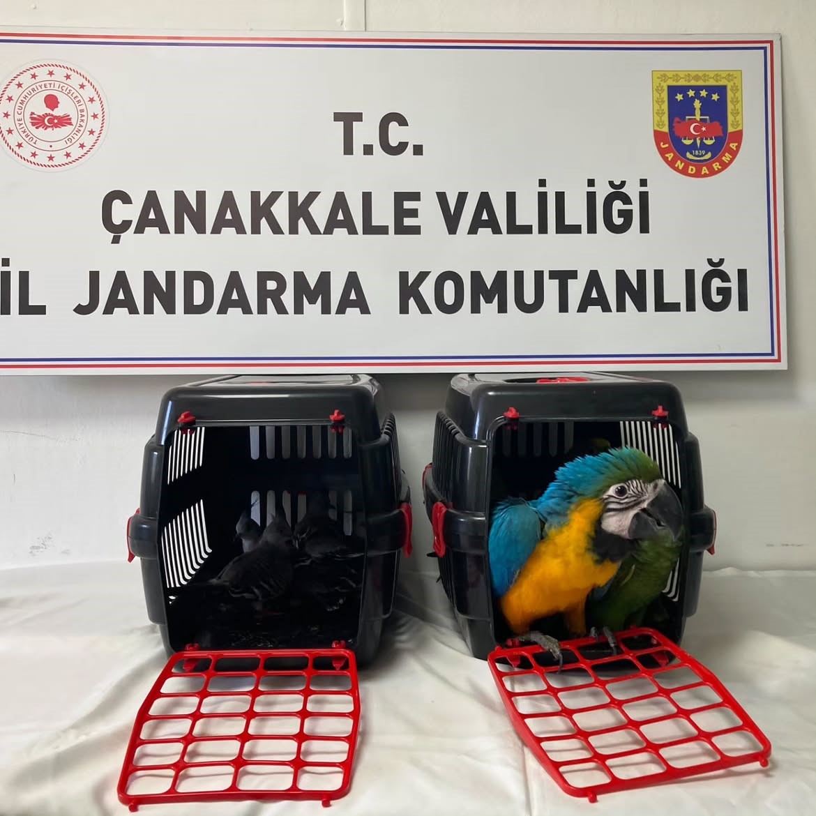 nesli-tehlikede-olan-egzotik-kuslara-kopru-giselerinde-el-konuldu