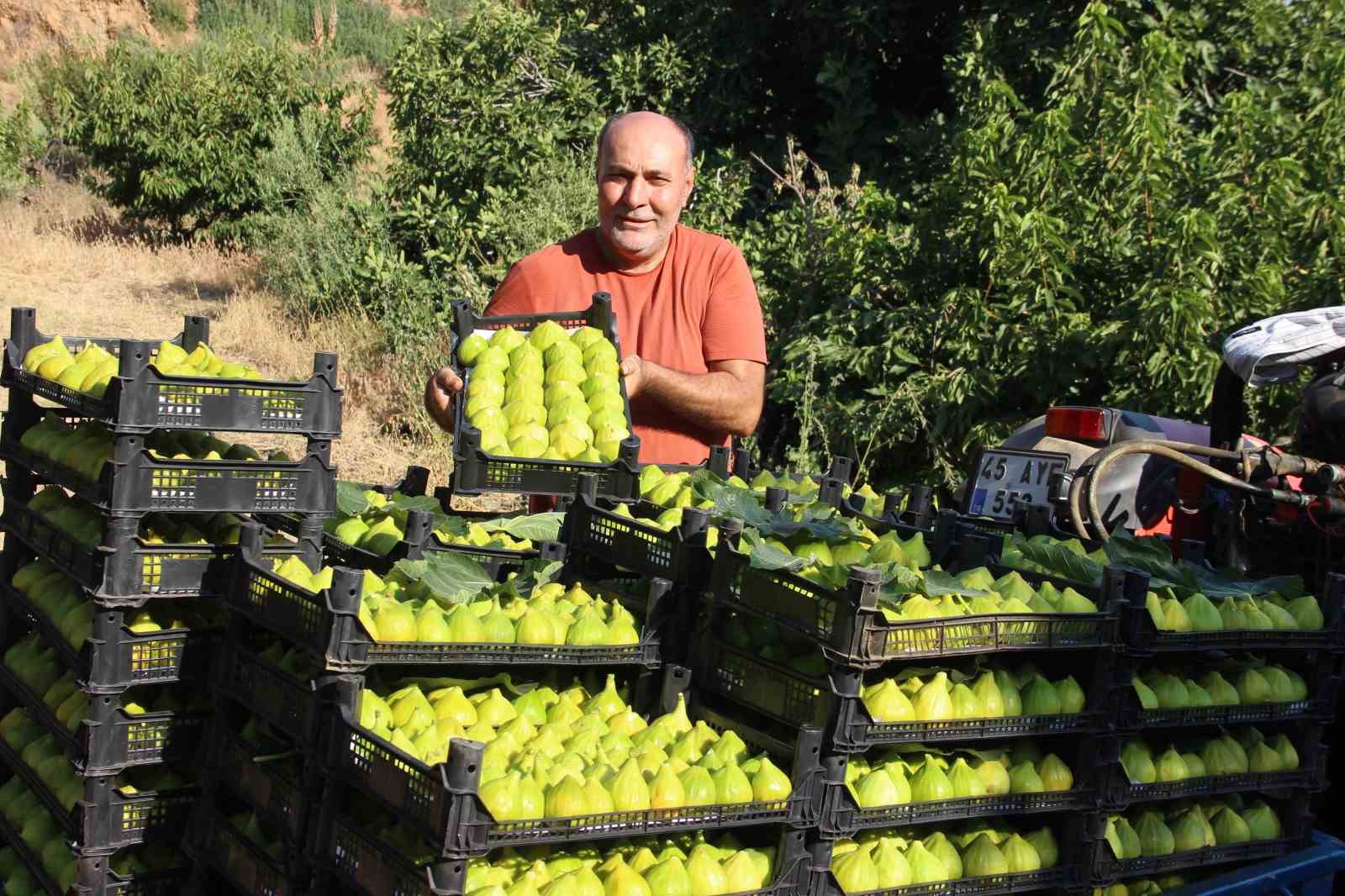 dunyanin-ilk-incirinde-son-hasat-bereketi