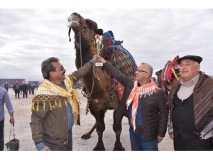 Güreşçi Develer, Manisa’da Güreşti