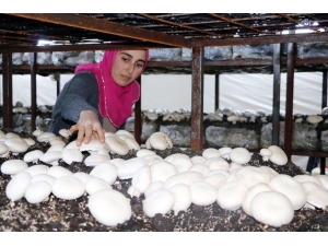 Üç Çocuk Annesi Kurduğu Mantar Tesisiyle Çocuklarının Eğitimine Destek Oluyor