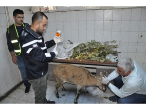 Tunceli’de Hasta Dağ Keçisi Tedavi Altına Alındı