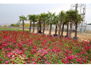 Elazığ’da 106 Bin Ağaç Toprakla Buluşuyor