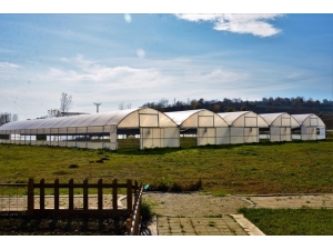 Süleymanpaşa Belediyesi Kendi Çiçeğini Üretecek