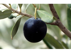 Yağışlar Zeytin Rezervlerini Dolduruyor