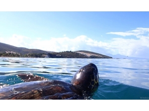 Deniz Kaplumbağalarını Korumak İçin Tabela Dikildi