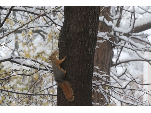 Safranbolu’da Kar Güzelliği