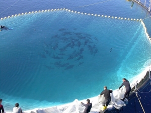 Orkinos Avlanma Kotasında Zafer Türklerin Oldu