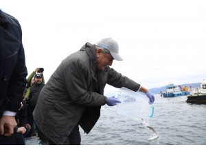 İzmit Körfez’ine 6 Bin Balık Bırakıldı