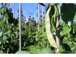 Soğuğa Dayanıklı Fasulye Geliştirildi, Sırada Biber Ve Domates Var