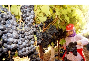 Sarıgöl’de Üzüm Hasadı Hız Kesmiyor