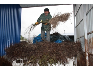 Büyükşehirden Çiftçilere 4 Bin Kuşburnu Fidanı