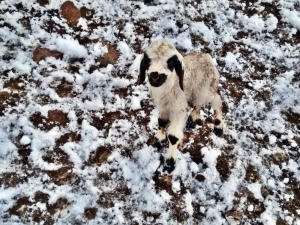 Erzincan’da Çobanlar Kar Nedeniyle Yaylada Mahsur Kaldı