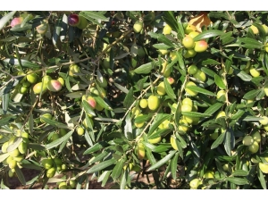 Diker “Fark Oluşturan Markalarımızla Da Dünyaya Açılmalıyız”