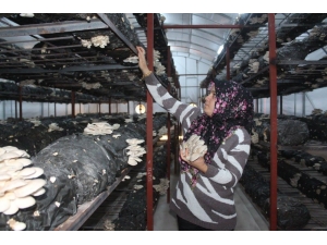 ‘Genç Çiftçi Projesi’ İle Kendi İşini Kurdu