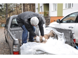 Dağ Keçisi Ölümlerinde "Veba" Şüphesi
