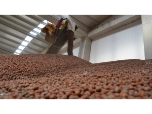 Tmo, Fındıkta 1 Milyar 400 Bin Tl Ödedi