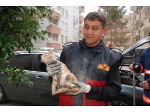 Aracın Motoruna Giren Yavru Kedi 2 Saatte Kurtarıldı