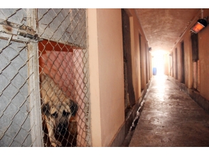 Sokak Hayvanlarına Isıtıcılı Koruma