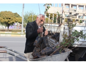 Şanlıurfa’da Fıstık Fidanları Ekilmeye Başlandı