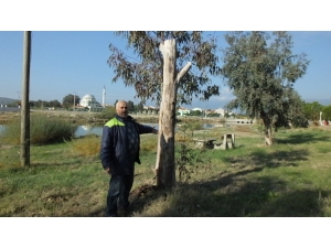 Burhaniye İmko Tatil Sitesi’nde Budama Tartışması