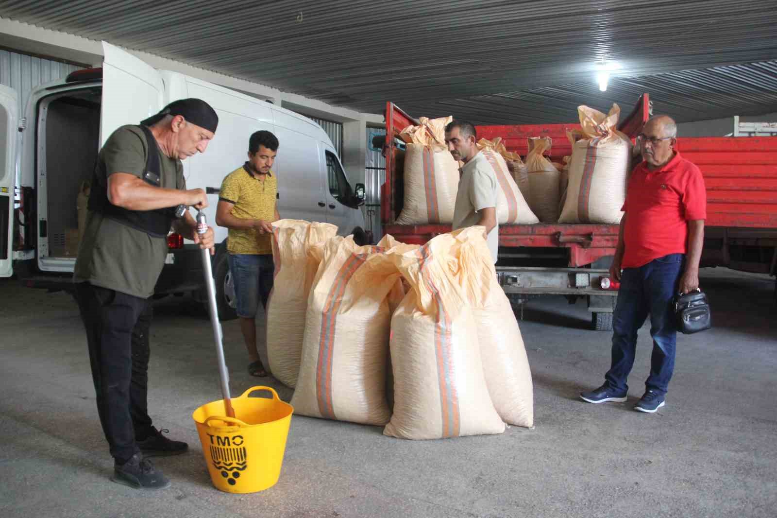 tmo-ordu-da-findik-alimina-basladi