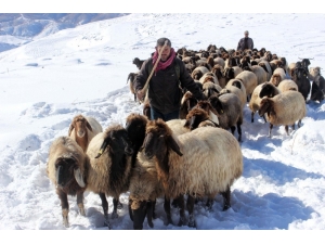 Yaylacıların Zorlu Yolculuğu