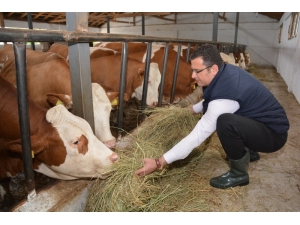 Ordu’da Hayvancılık Ayağa Kalktı
