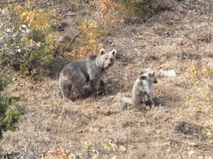 Anne Ayı Ve Yavruları Objektiflere Takıldı