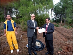 Yalova Ormanlarından Reçine Üretilecek