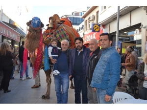 Ayvalık’ta Develer Görücüye Çıktı