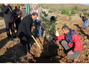 Antakya’da Yanan Yerler Öğretmenlerin Fidanlarıyla Yeşerecek